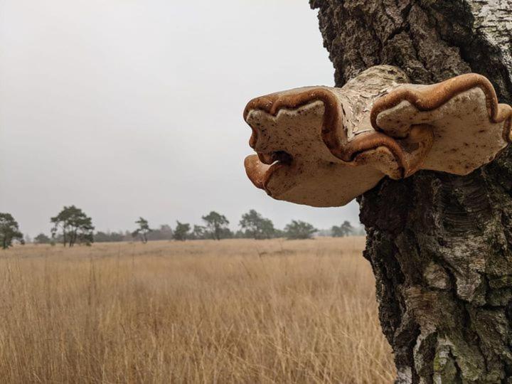 Sfeervol Chaletje In Een Rustige Bosrijke Omgeving Diessen Luaran gambar